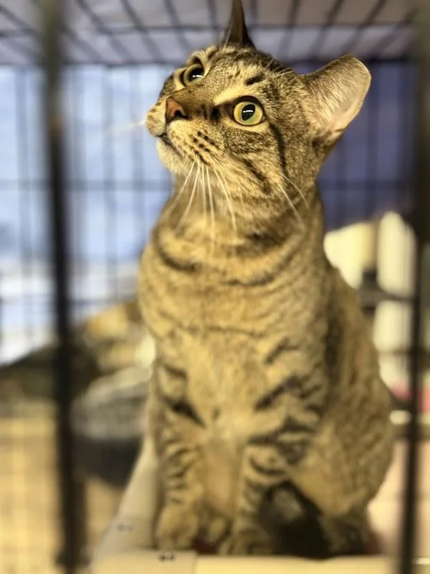 A young medium-sized male Tabby (Brown / Chocolate) Tabby cat named Oliver for adoption in East Amherst, NY