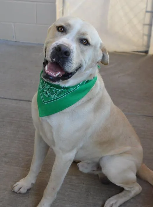A young large-sized male Mixed Breed dog named Oso for adoption in McKinney, TX