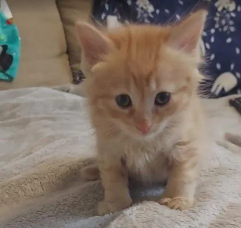 A baby small-sized male Domestic Short Hair cat named Milo for adoption in Charlotte, NC