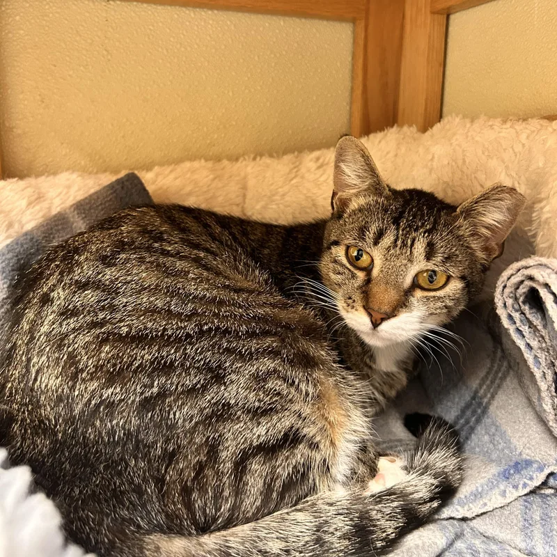 A young medium-sized female Tabby (Brown / Chocolate) Domestic Short Hair cat named Mystery for adoption in Myerstown, PA