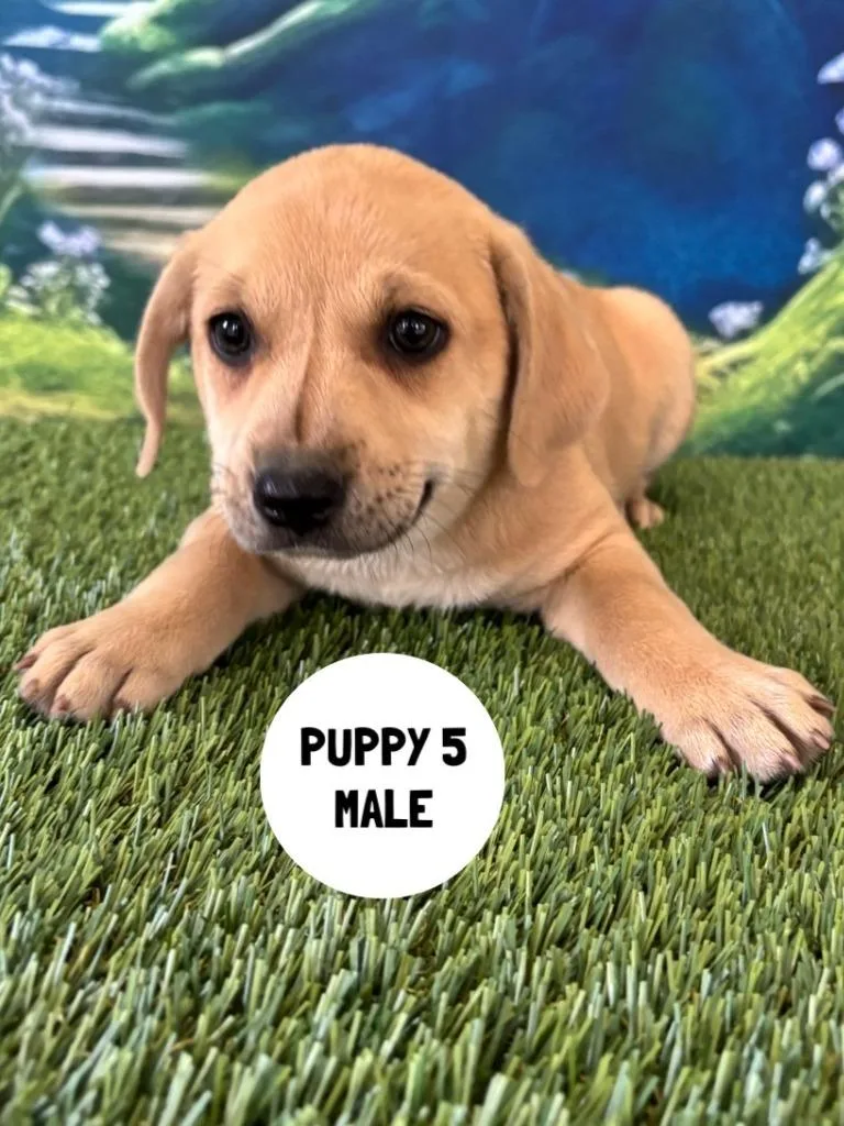 A baby small-sized male Labrador Retriever dog named Gusteau for adoption in Rutherfordton, NC
