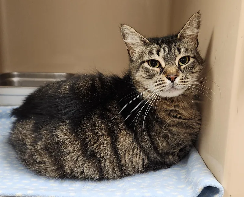 An adult medium-sized female Tabby (Brown / Chocolate) Domestic Short Hair cat named Ashes for adoption in Clayton, NJ