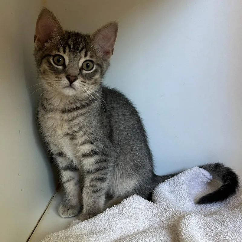 A baby medium-sized male Tabby (Gray / Blue / Silver) Domestic Short Hair cat named Wren for adoption in Kent, WA