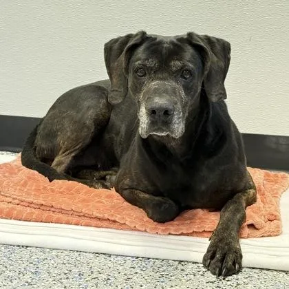 An adult large-sized female Hound dog named Baby Girl for adoption in Cumberland, MD