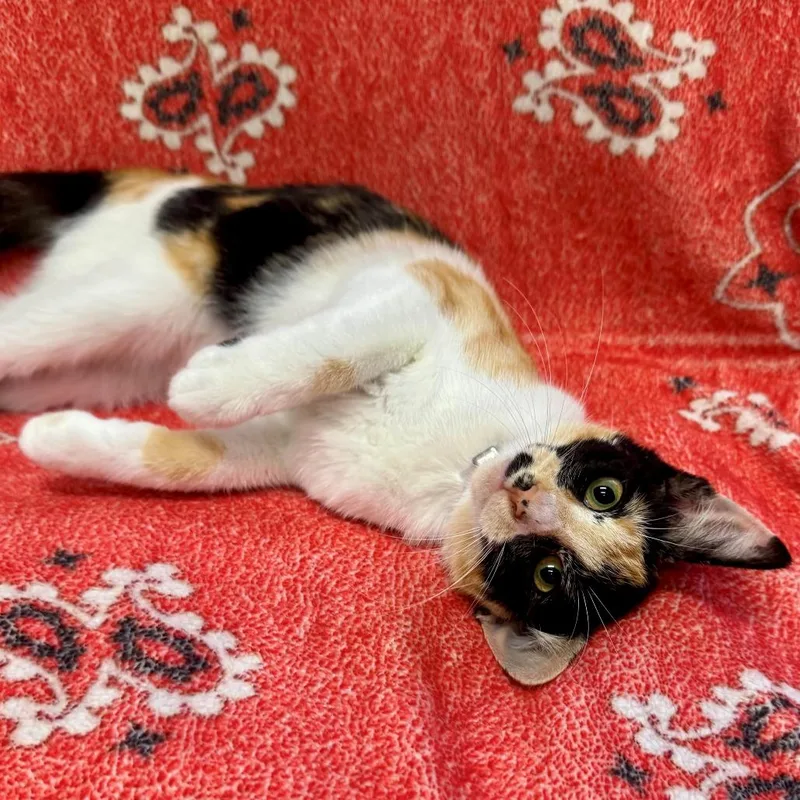 A baby small-sized female Calico Domestic Short Hair cat named Cake for adoption in Hawthorne, CA