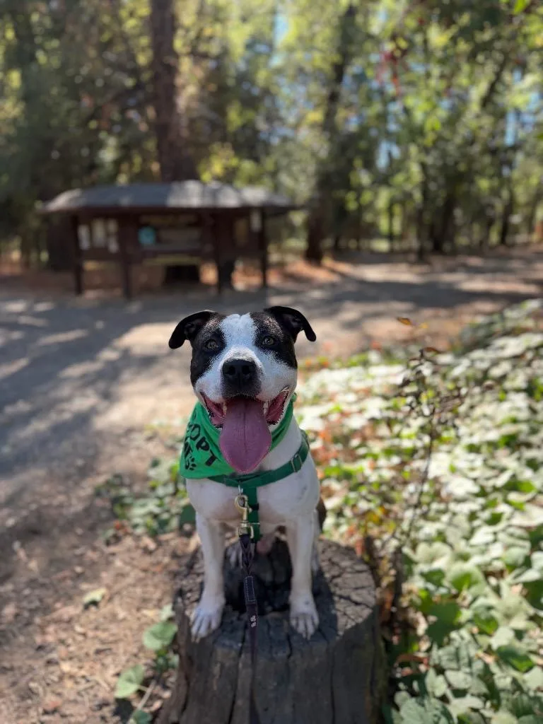 An adult large-sized male Pit Bull Terrier dog named Bandit for adoption in Chico, CA