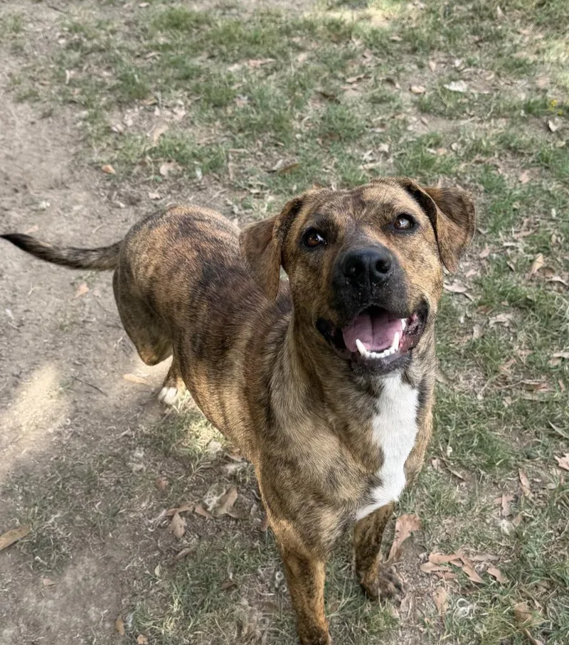 A young medium-sized female Shepherd dog named Brownie for adoption in Little Rock, AR