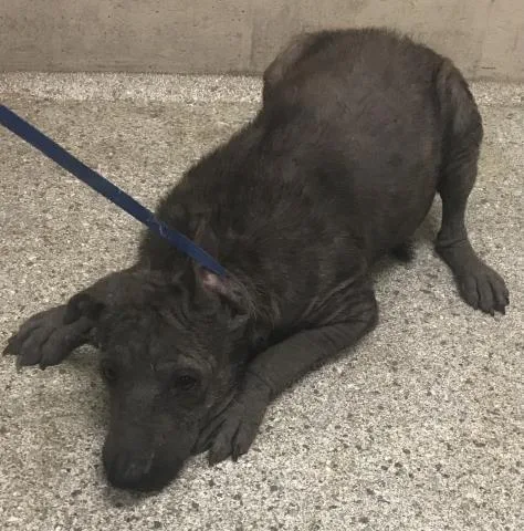 An adult medium-sized male Pit Bull Terrier dog named Toaster for adoption in Conroe, TX