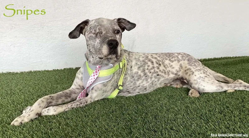An adult medium-sized male German Shorthaired Pointer dog named Snipes for adoption in San Diego, CA