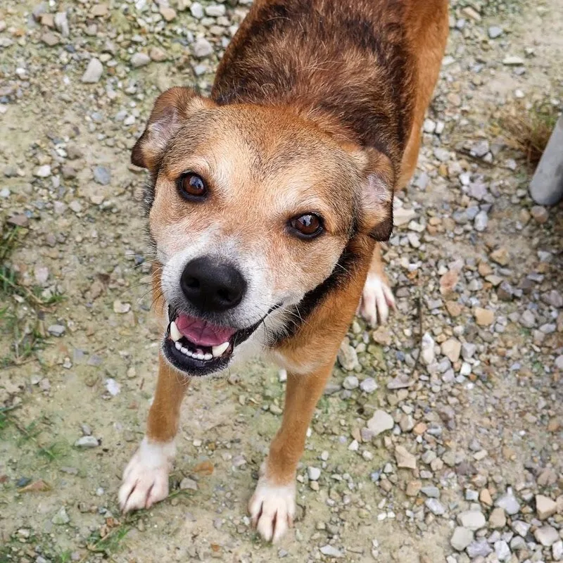 A young medium-sized male Shepherd dog named Quaid for adoption in Hollister, MO