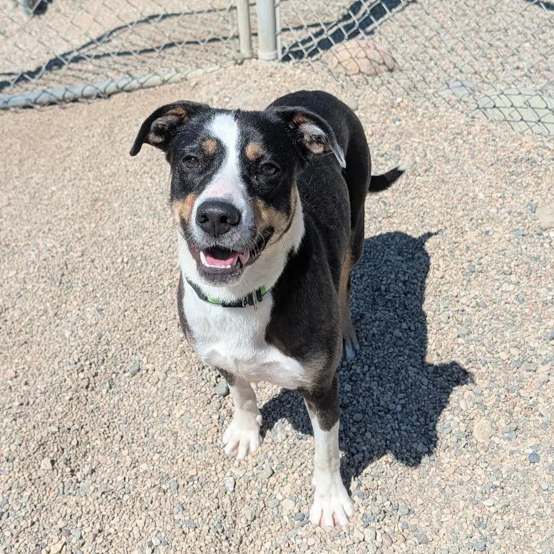 A young medium-sized female Black Pit Bull Terrier dog named Beztie for adoption in Detroit Lakes, MN