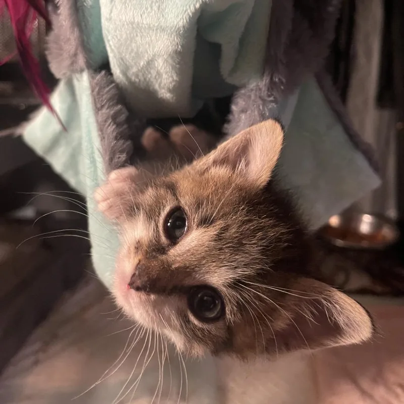 A baby small-sized female White Domestic Short Hair cat named Nebula for adoption in Tustin, CA