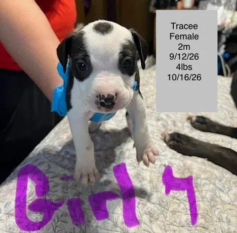 A baby small-sized female American Staffordshire Terrier dog named Tracee for adoption in Welling, OK