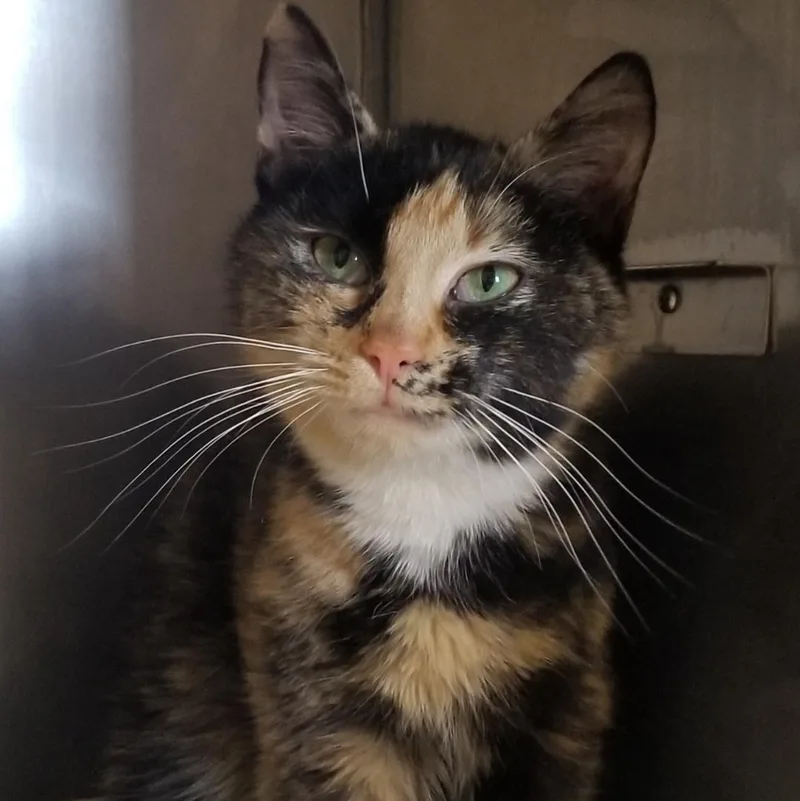A young medium-sized female Tortoiseshell Domestic Short Hair cat named Lyra for adoption in Greensburg, PA