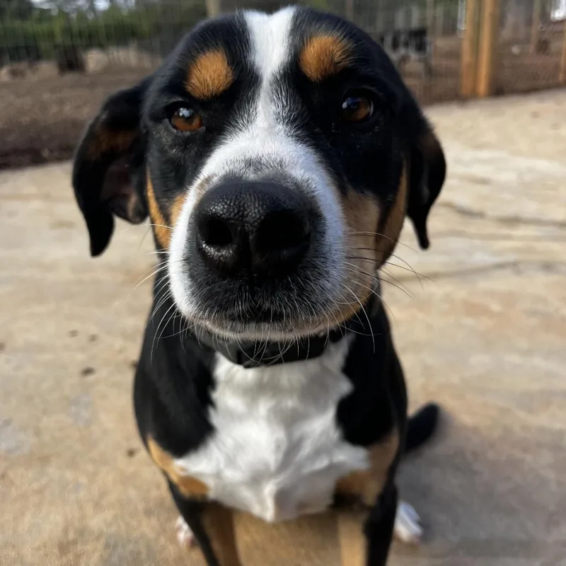 An adult medium-sized male Black Mixed Breed dog named Spot for adoption in Peachtree City, GA