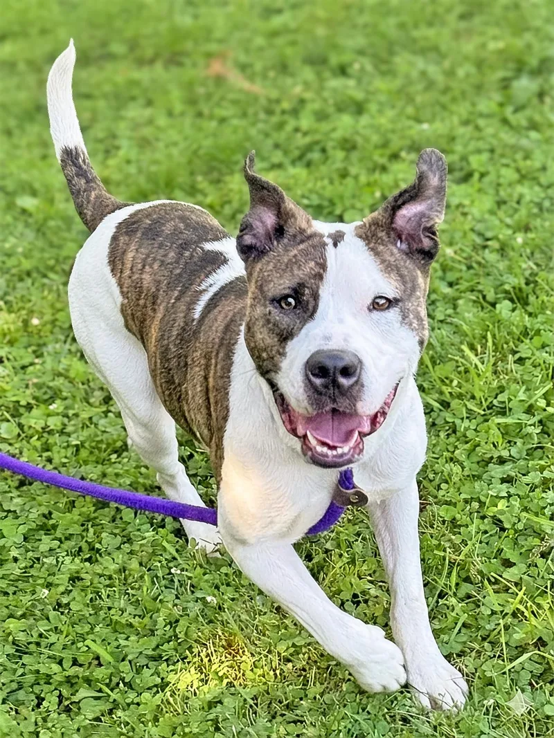 An adult medium-sized female Brindle Pit Bull Terrier dog named May for adoption in Anderson, IN