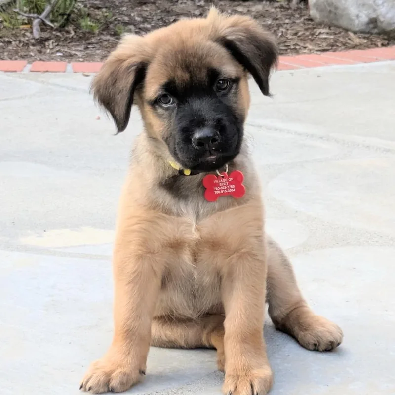 A baby medium-sized female Black Shepherd dog named Underwood for adoption in Oceanside, CA