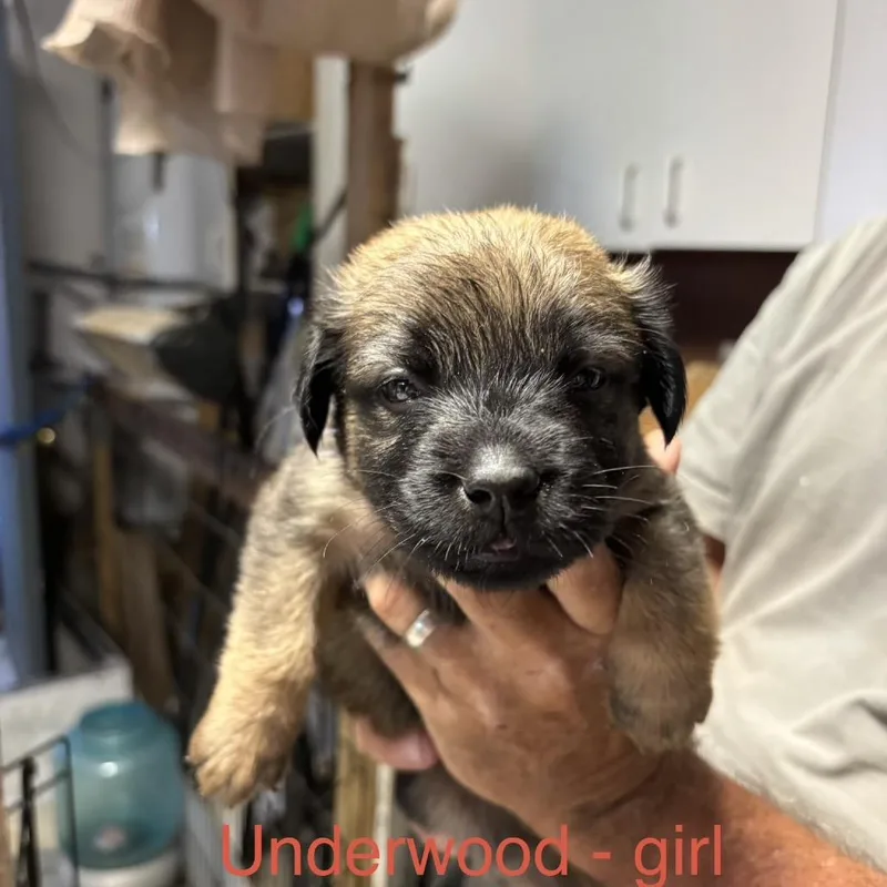 Underwood thumbnail 2
