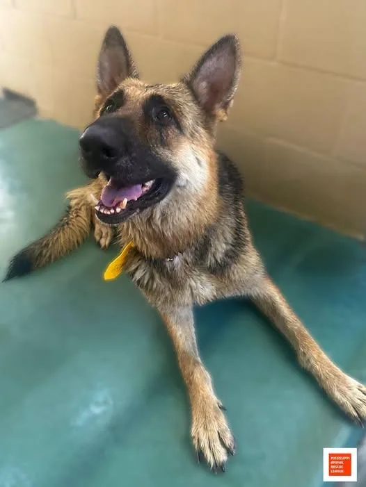 An adult large-sized female Sable German Shepherd Dog dog named Lassie for adoption in Jackson, MS