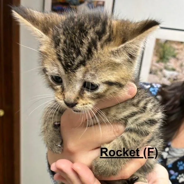 A baby medium-sized female Domestic Short Hair cat named Rocket for adoption in West Orange, NJ