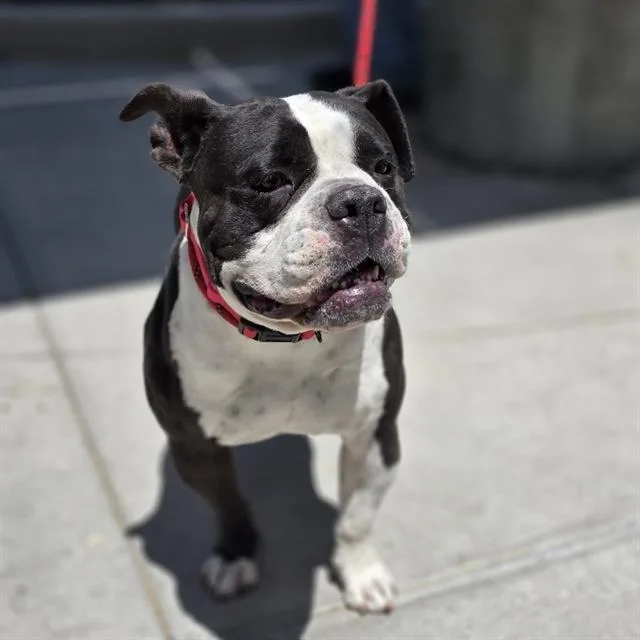 An adult medium-sized female Boxer dog named Summer for adoption in Las Vegas, NV