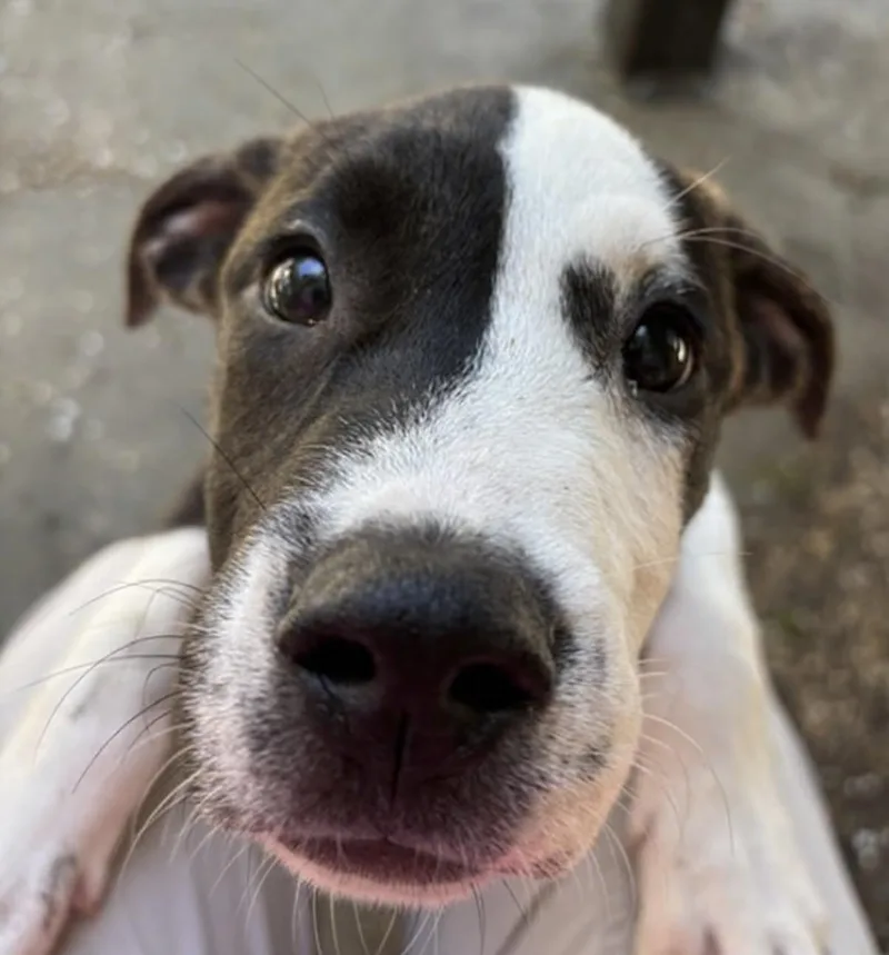 A baby medium-sized male Brindle Border Collie dog named Barkly for adoption in Watertown, CT