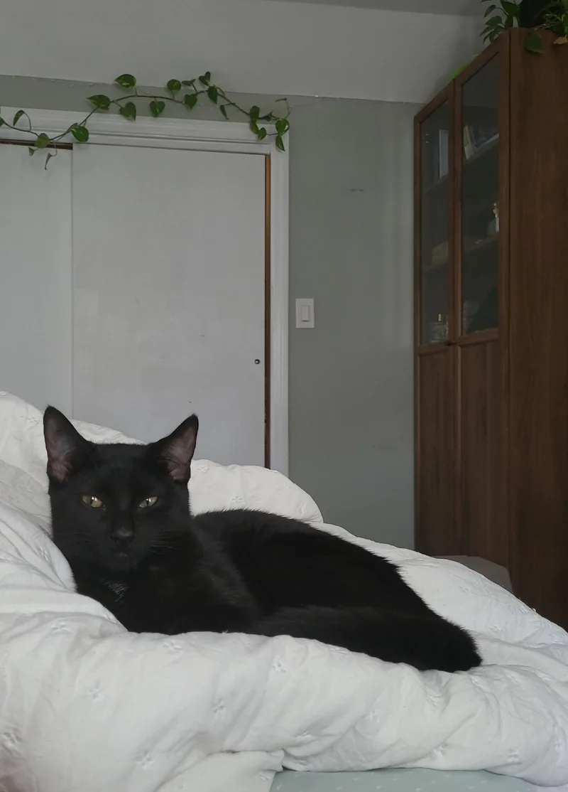 A baby medium-sized female Black Domestic Short Hair cat named Star for adoption in Trenton, NJ