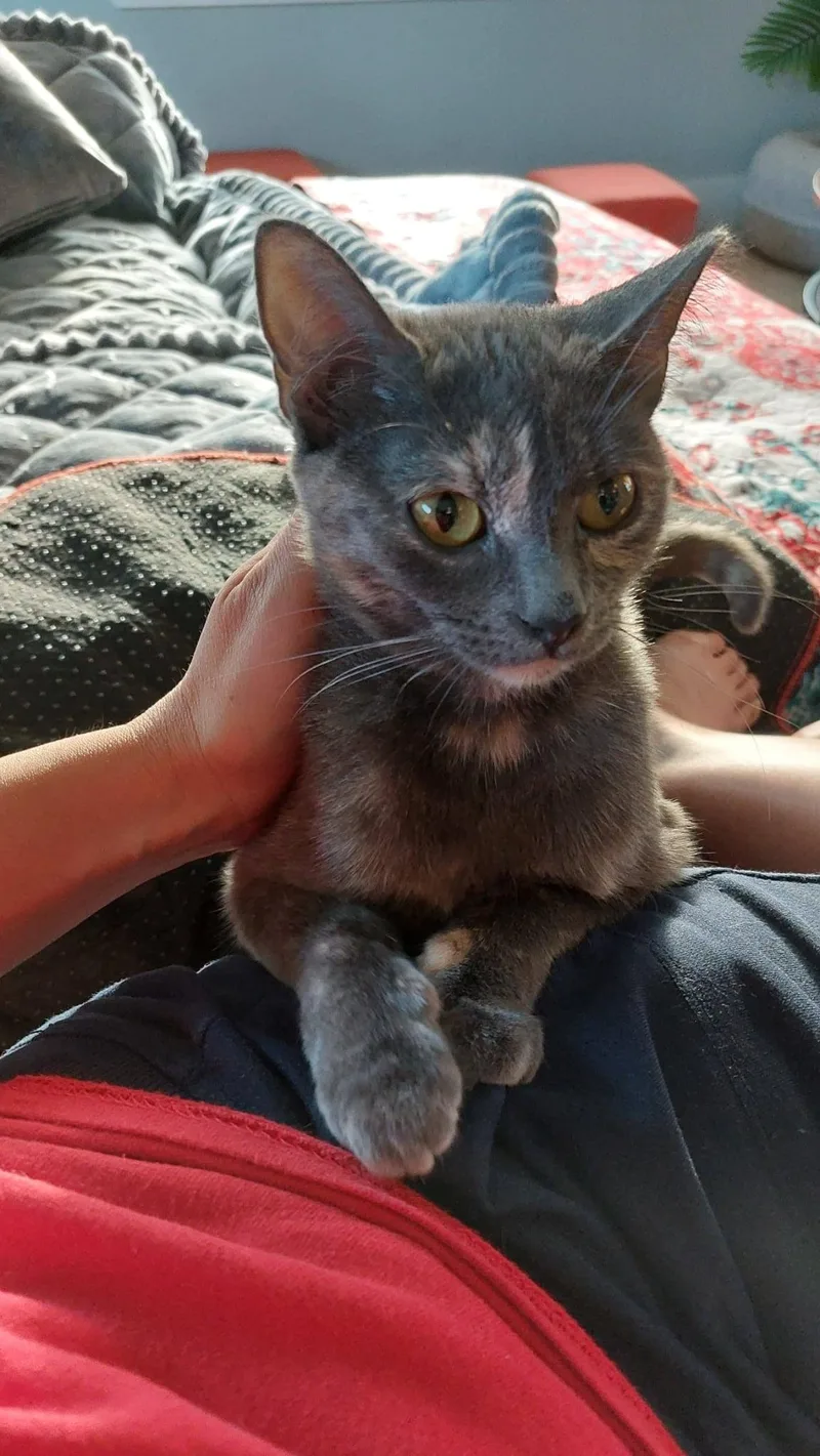 A young medium-sized female Dilute Tortoiseshell Domestic Short Hair cat named Nami for adoption in Lakewood, CO