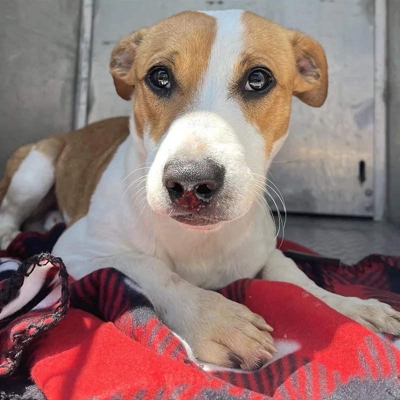 A young small-sized male Yellow / Tan / Blond / Fawn Mixed Breed dog named Rico for adoption in Chattanooga, TN