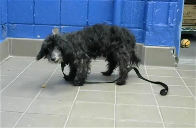 A senior medium-sized male Maltese dog named Scruffy for adoption in Albuquerque, NM