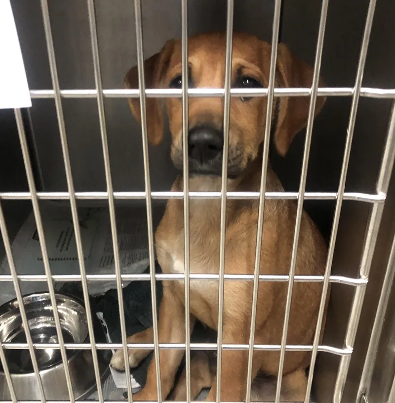 A baby medium-sized male Brown / Chocolate Mixed Breed dog named Lando for adoption in Parma, OH