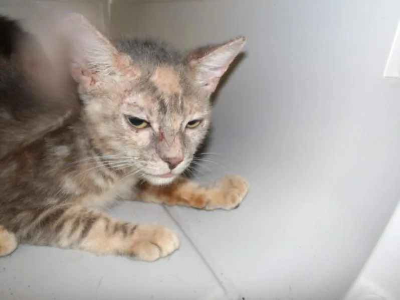 A baby medium-sized female Domestic Short Hair cat named Kayla for adoption in Los Angeles, CA