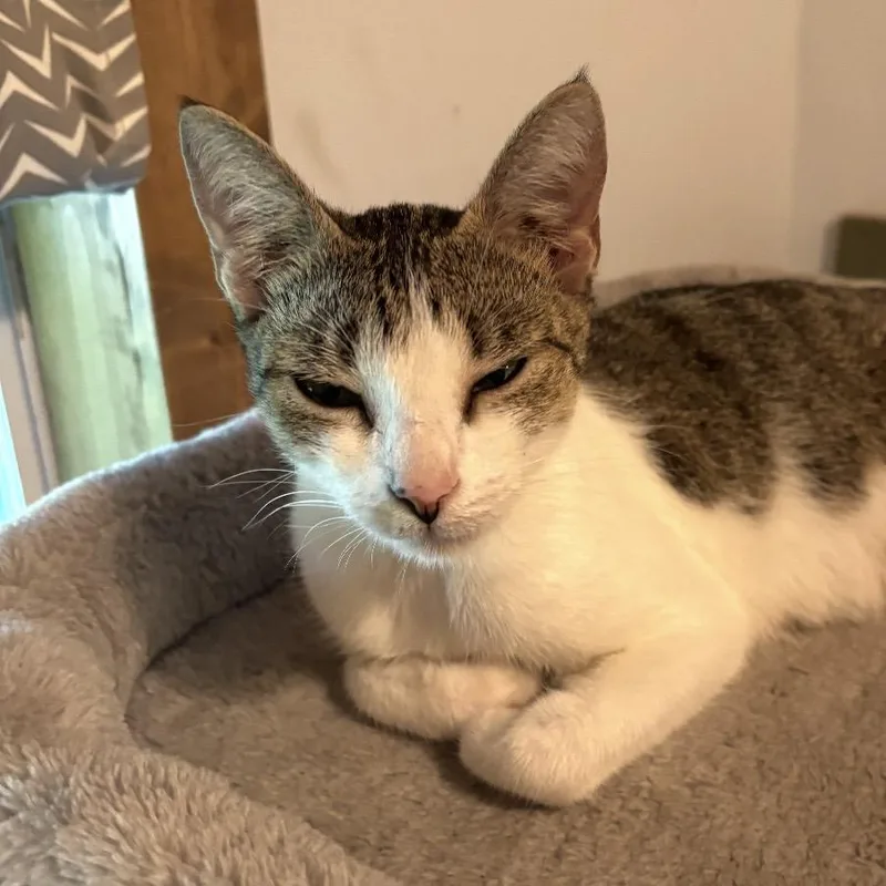 An adult medium-sized female Tabby (Brown / Chocolate) Tabby cat named Sammy for adoption in Porter, TX