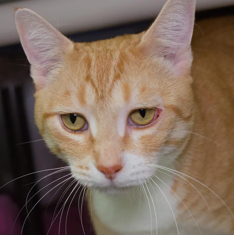 An adult medium-sized female Domestic Short Hair cat named Cindy Lou Who for adoption in Shoreline, WA