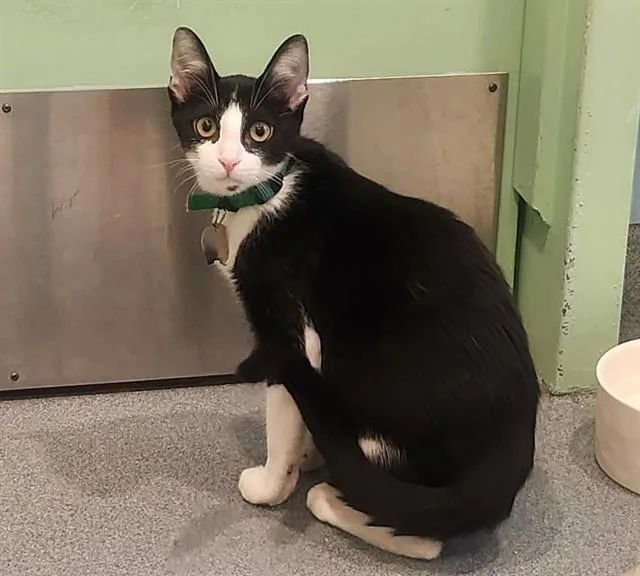 A young small-sized male Domestic Short Hair cat named Jasper for adoption in St. Louis, MO