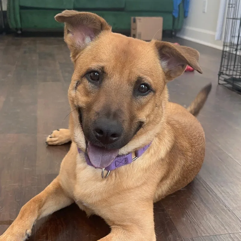 An adult medium-sized female Brown / Chocolate Shepherd dog named Iris for adoption in Spring, TX