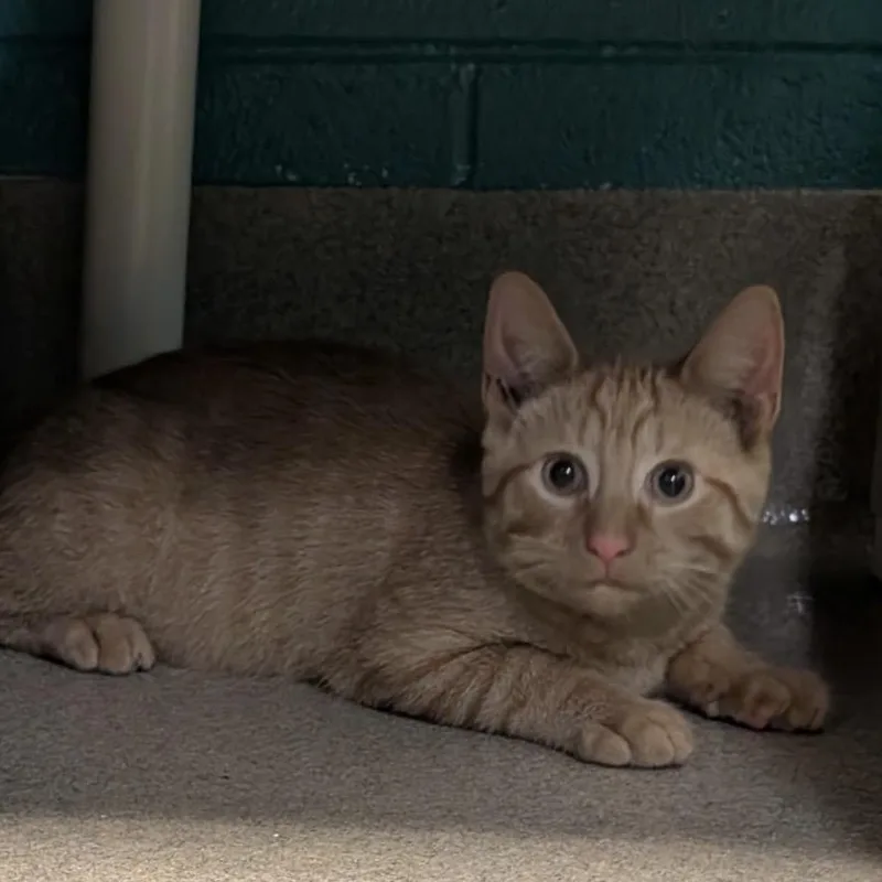 A baby medium-sized male Orange / Red Domestic Short Hair cat named Yarrow for adoption in Fredericksburg, VA