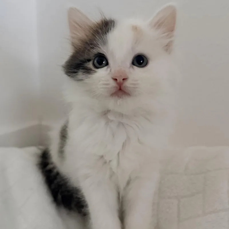 Princess Leia
