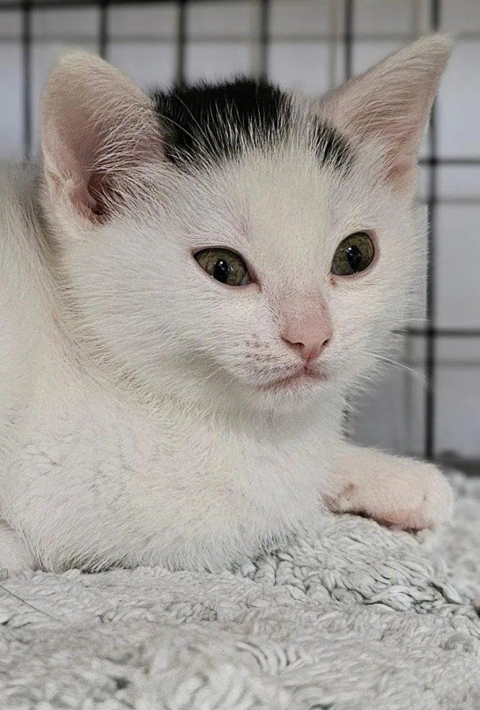 A baby small-sized male Domestic Short Hair cat named Tater Ray for adoption in Lovingston, VA