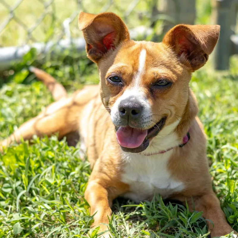 A young small-sized male Yellow / Tan / Blond / Fawn Chihuahua dog named Appa for adoption in Wilmington, DE
