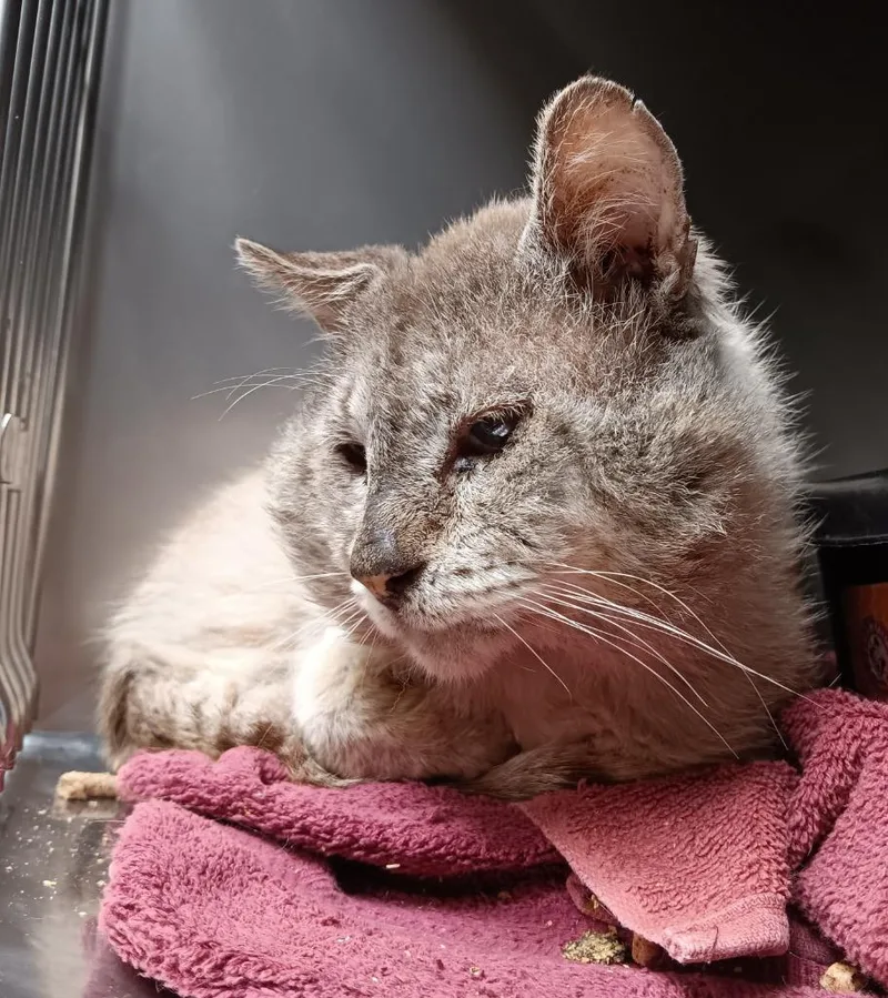 A young large-sized male Domestic Short Hair cat named Bug for adoption in New Braunfels, TX