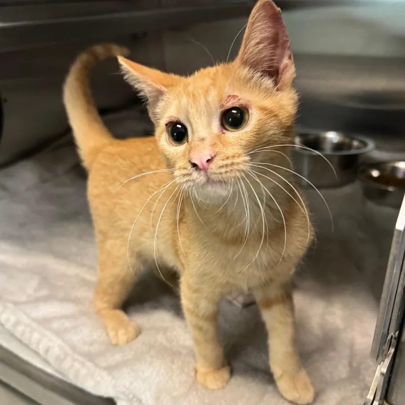 A baby small-sized female Orange / Red Domestic Short Hair cat named Angel for adoption in Austin, TX