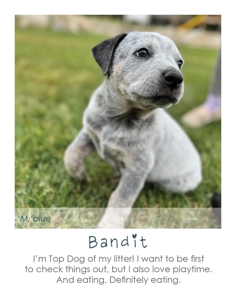 A baby small-sized male Australian Cattle Dog / Blue Heeler dog named Bandit for adoption in Midway, UT