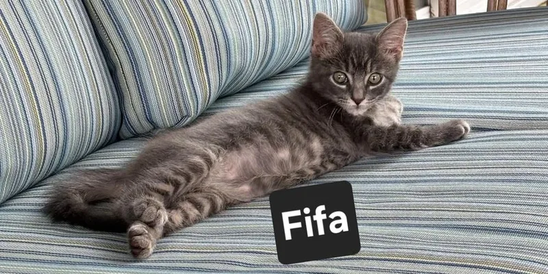 A baby small-sized male Gray / Blue / Silver Domestic Short Hair cat named Fifa for adoption in Wilson, NC