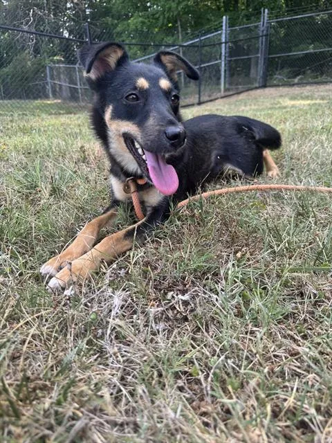 An adult medium-sized female Australian Cattle Dog / Blue Heeler dog named Chili for adoption in Haw River, NC