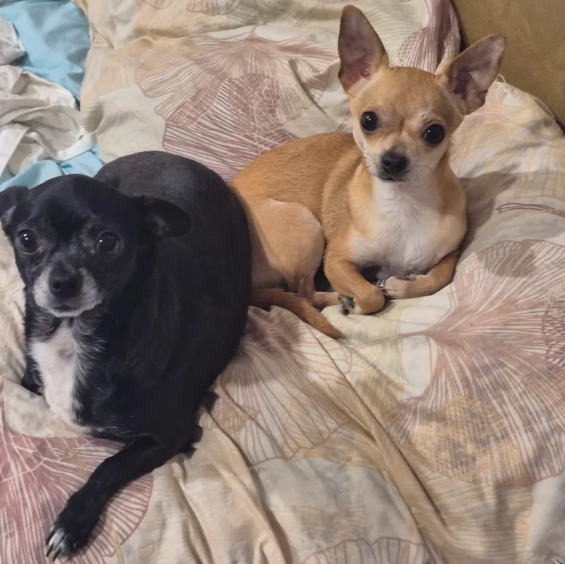 An adult small-sized female Black Chihuahua dog named Hannah & Sacha for adoption in Manvel, TX