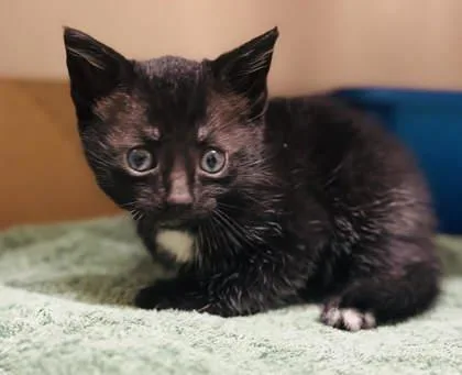 A baby small-sized male Domestic Short Hair cat named Saucey for adoption in West Chester, PA