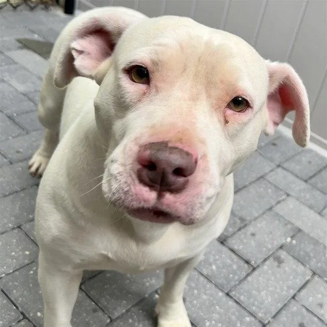 An adult large-sized female American Bulldog dog named Magnolia for adoption in Tavares, FL