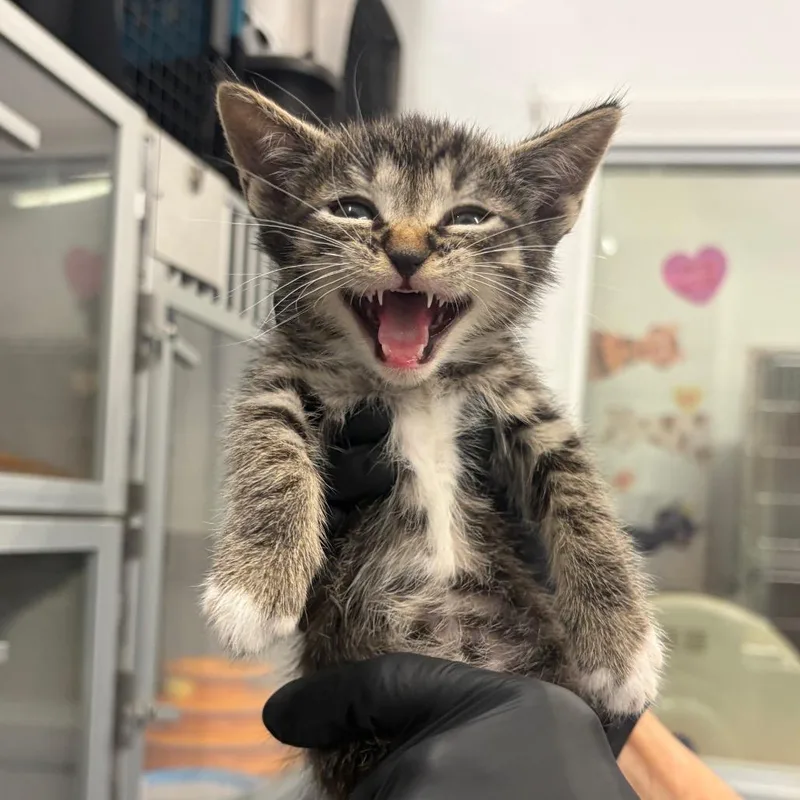 A baby small-sized male Brown / Chocolate Domestic Short Hair cat named Half Baked for adoption in Long Beach, CA