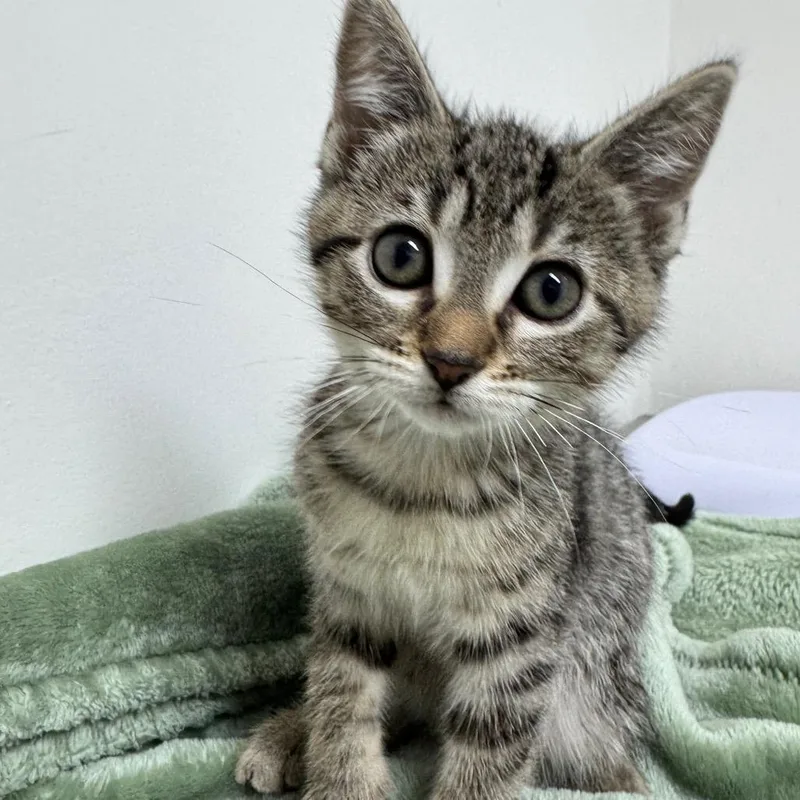 Half Baked thumbnail 2